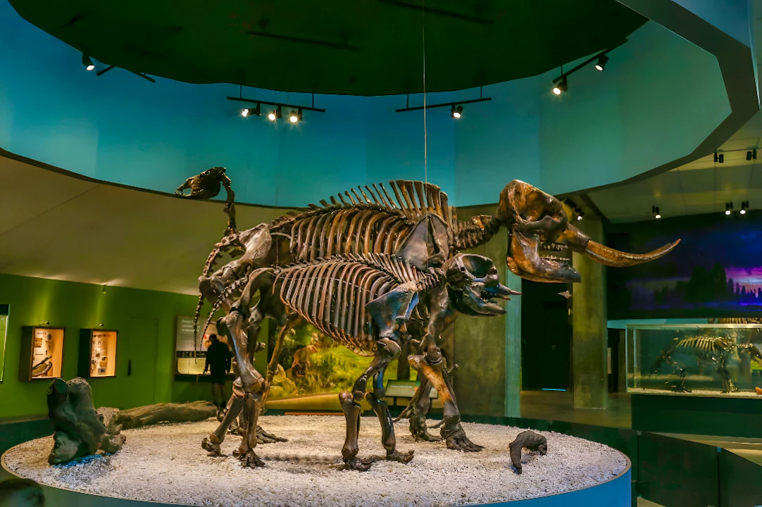 La Brea Tar Pits Museum Ticket